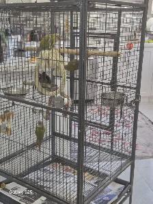 conure green - Photo 2