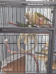 conure green - Photo 3