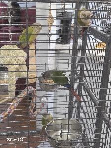 conure green - Photo 5
