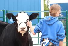 ISO a 4H heifer