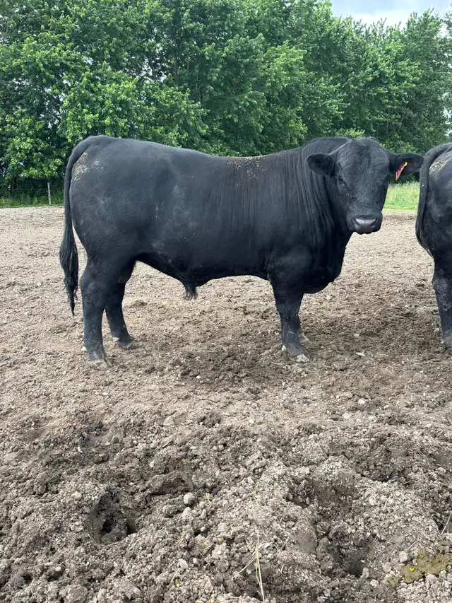 Angus Bull FOR SALE