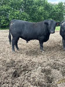 Angus Bull FOR SALE