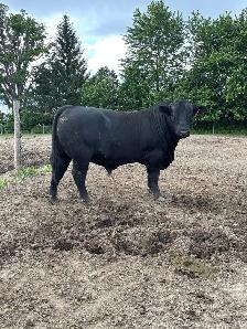 Angus Bull FOR SALE - Photo 2
