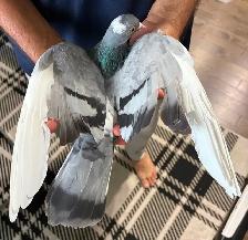 Pigeon female blue high flyer for free