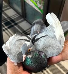 Pigeon female blue high flyer for free - Photo 2