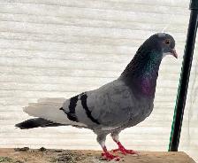 Pigeon female blue high flyer for free - Photo 3