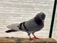 Pigeon female blue high flyer for free - Photo 4