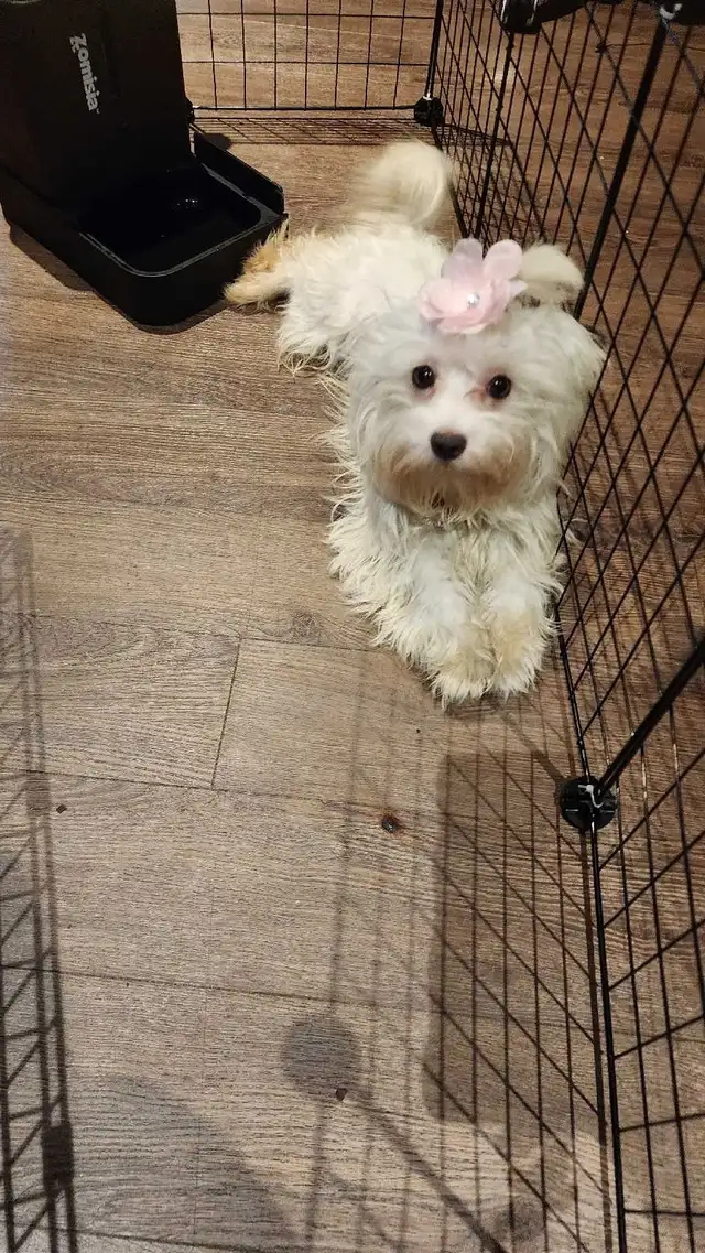 Maltipoo pup