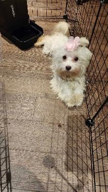 Maltipoo pup