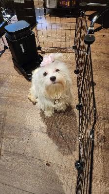 Maltipoo pup - Photo 2