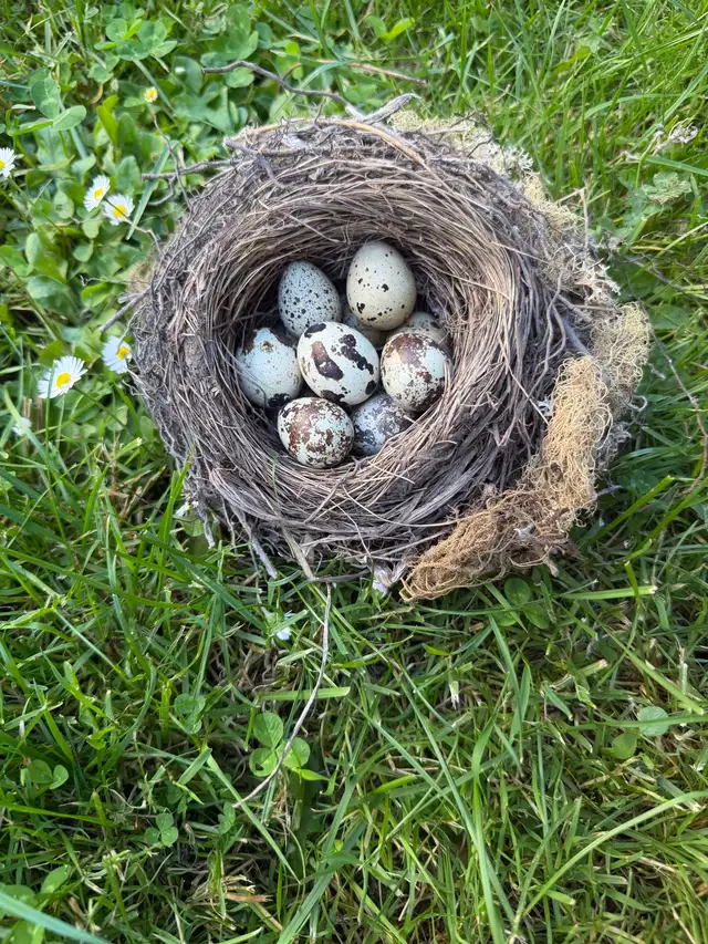 Hatching Eggs!