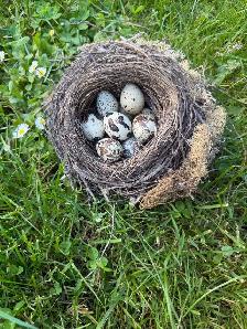 Hatching Eggs!