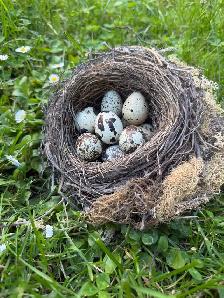Hatching Eggs! - Photo 3