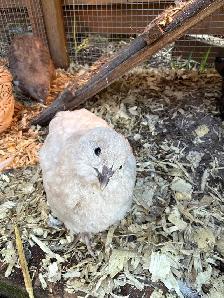 Hatching Eggs! - Photo 4