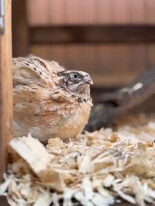 Hatching Eggs! - Photo 5