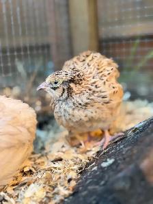 Hatching Eggs! - Photo 6