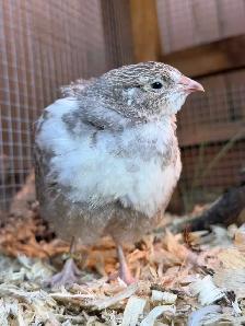 Hatching Eggs! - Photo 7