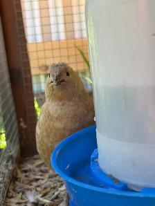 Hatching Eggs! - Photo 8