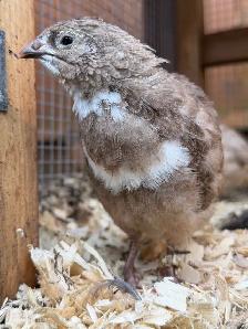 Hatching Eggs! - Photo 9