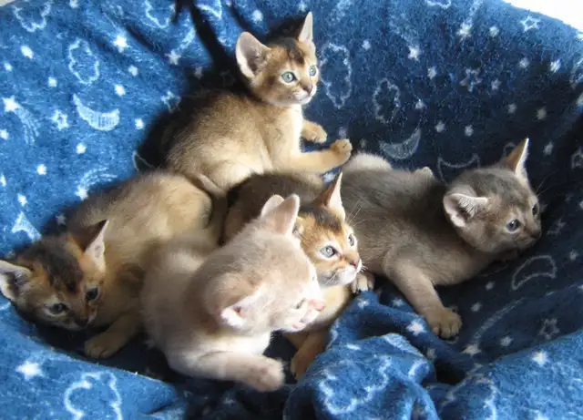 Magnifiques Chatons ABYSSIN