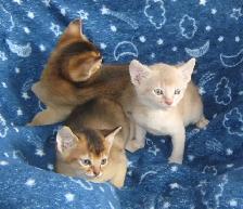 Magnifiques Chatons ABYSSIN - Photo 2