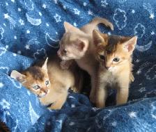 Magnifiques Chatons ABYSSIN - Photo 4