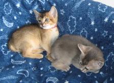 Magnifiques Chatons ABYSSIN - Photo 5