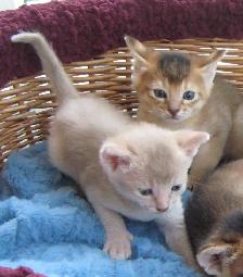 Magnifiques Chatons ABYSSIN - Photo 8