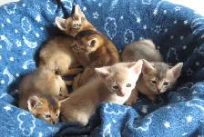 Magnifiques Chatons ABYSSIN - Photo 9