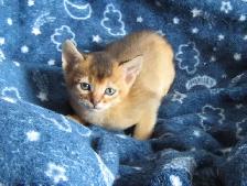 Magnifiques Chatons ABYSSIN - Photo 10