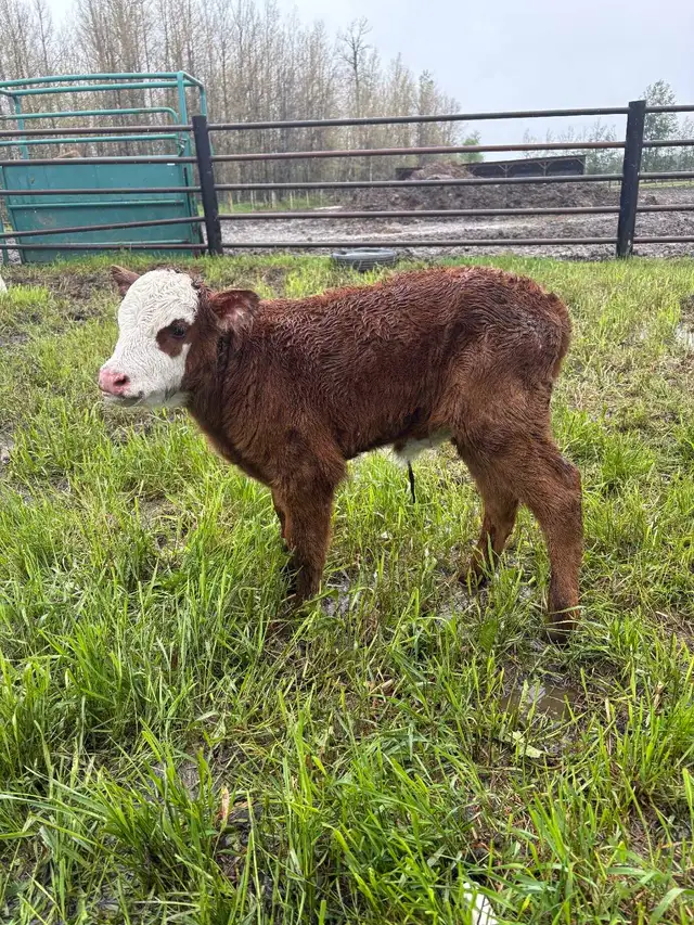 Bottle Calves