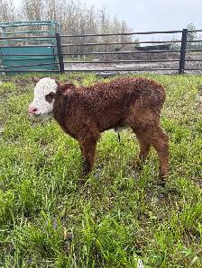 Bottle Calves