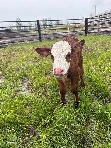 Bottle Calves - Photo 2