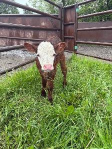 Bottle Calves - Photo 3