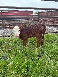 Bottle Calves - Photo 4