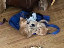 kittens to good home