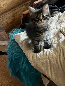 kittens to good home - Photo 2