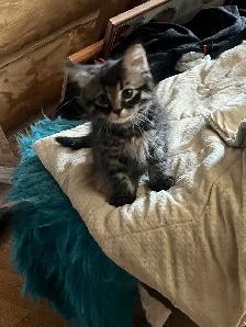kittens to good home - Photo 3