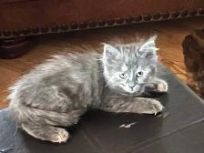 kittens to good home - Photo 4