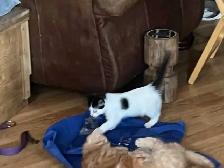 kittens to good home - Photo 5