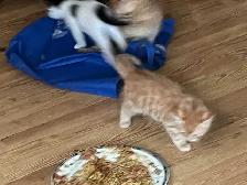 kittens to good home - Photo 6