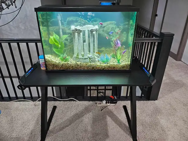 29 GALLON FISH TANK WITH FISH
