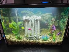 29 GALLON FISH TANK WITH FISH - Photo 2