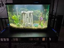 29 GALLON FISH TANK WITH FISH - Photo 3