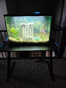 29 GALLON FISH TANK WITH FISH - Photo 4