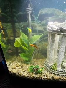 29 GALLON FISH TANK WITH FISH - Photo 8
