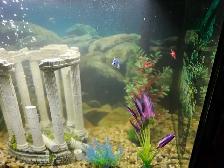 29 GALLON FISH TANK WITH FISH - Photo 9