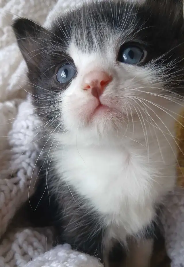 little 9 week old Prince