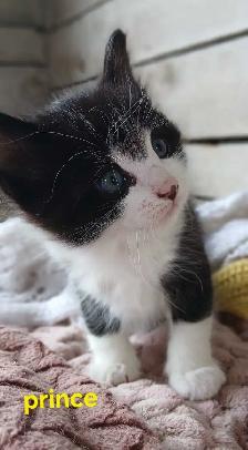 little 9 week old Prince - Photo 4