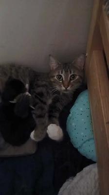 little 9 week old Prince - Photo 9